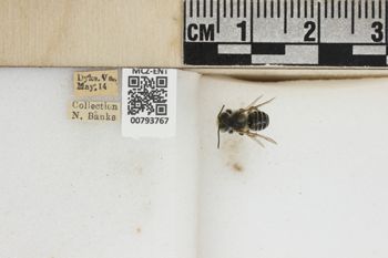 Media type: image;   Entomology 793767 Aspect: labels